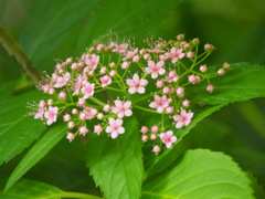 P5254611