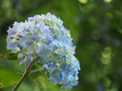 P5254602