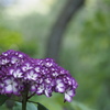 P5254679
