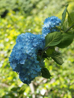 P5254569
