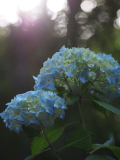 P5254588