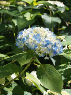 P5254504