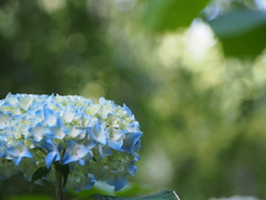 P5254598