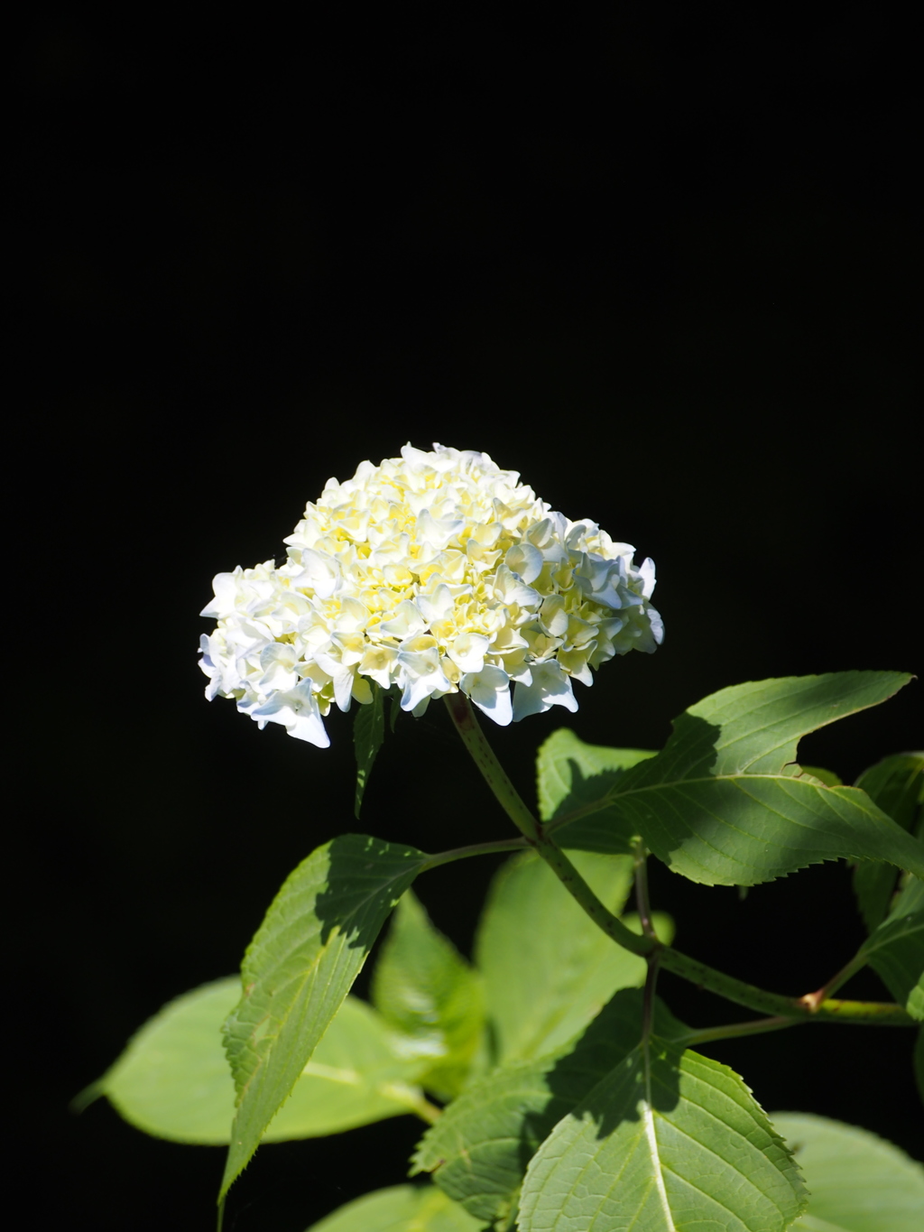 P5254514