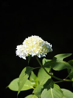 P5254514