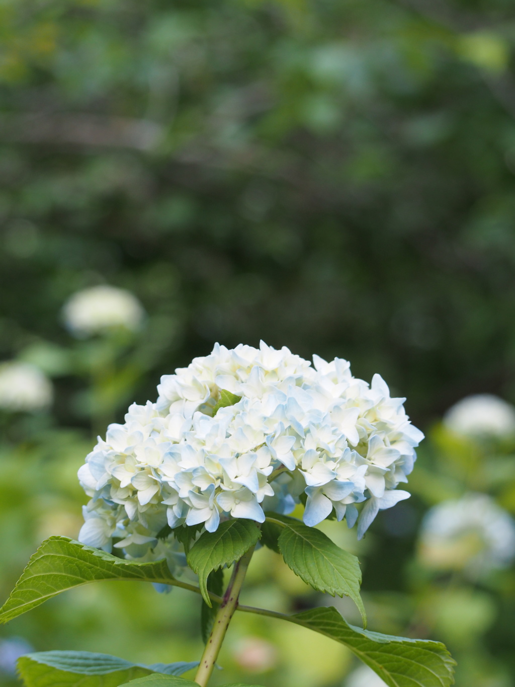 P5254712