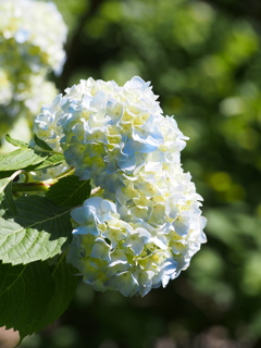 P5254524