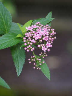 P5254607