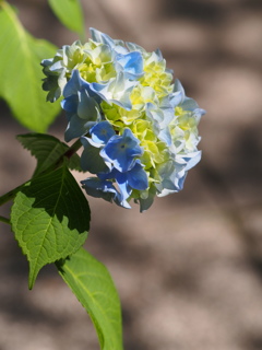 P5254533