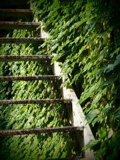 鉄階段と建物を覆い尽くすツタの葉