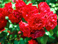 薔薇
