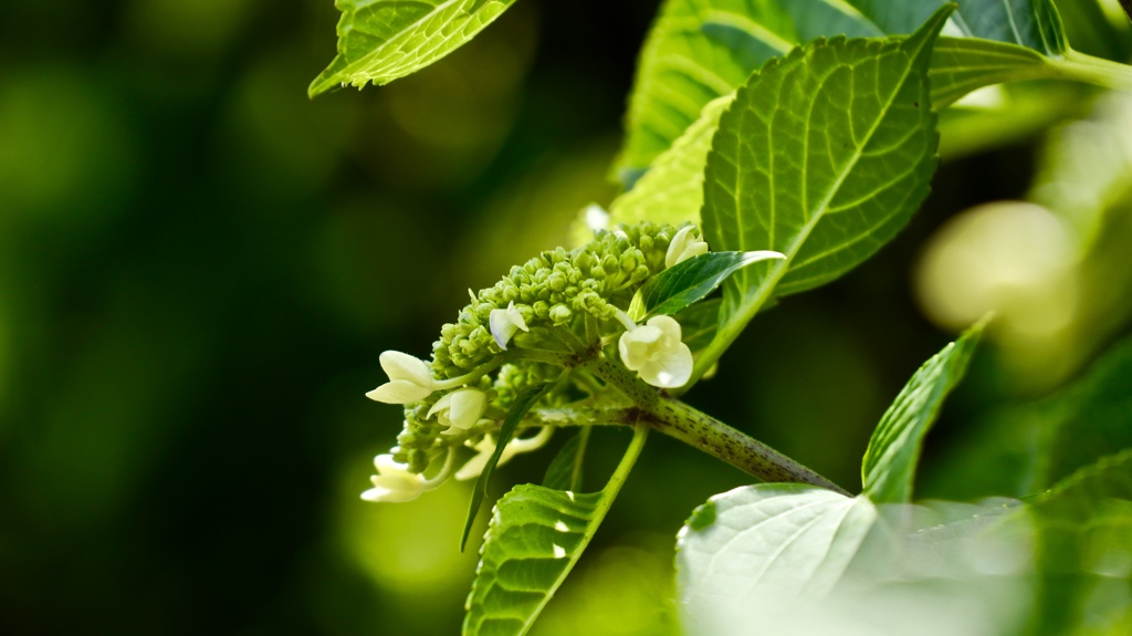 紫陽花