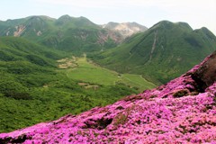 くじゅう　平治岳のミヤマキリシマ