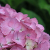 紫陽花