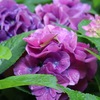 紫陽花