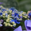 紫陽花