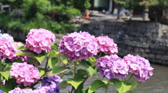 紫陽花