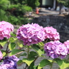 紫陽花