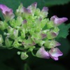 紫陽花