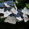 紫陽花