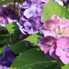 紫陽花