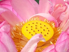 古代の森　ハス