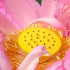 古代の森　ハス