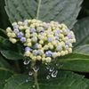 紫陽花