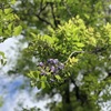 IMG_7160