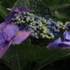 紫陽花