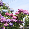 紫陽花