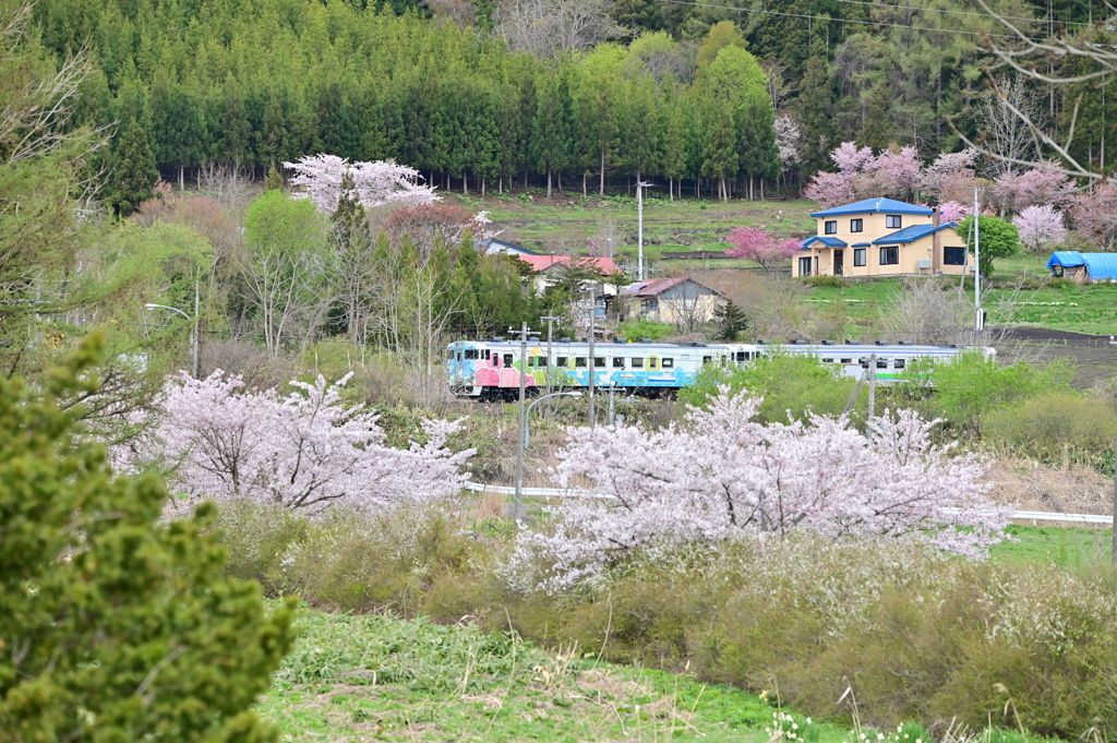 さくらに囲まれ仁山から渡島大野へ下る5882D