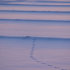 雪原の動物の足跡