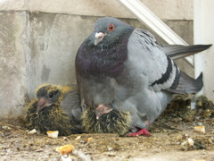 鳩が巣をつくってヒナを育ててた