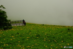霧のキスゲ平