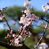 松に梅