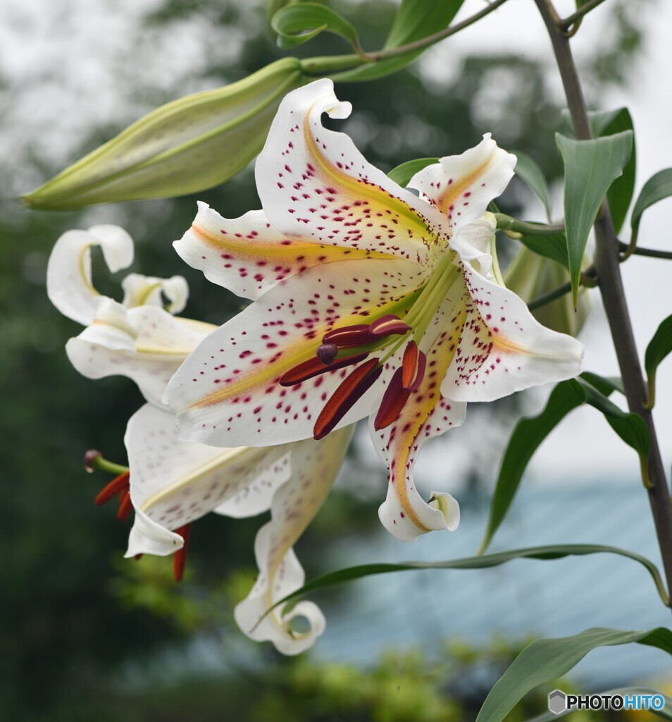 山百合