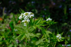 この花の名前を教えて下さい
