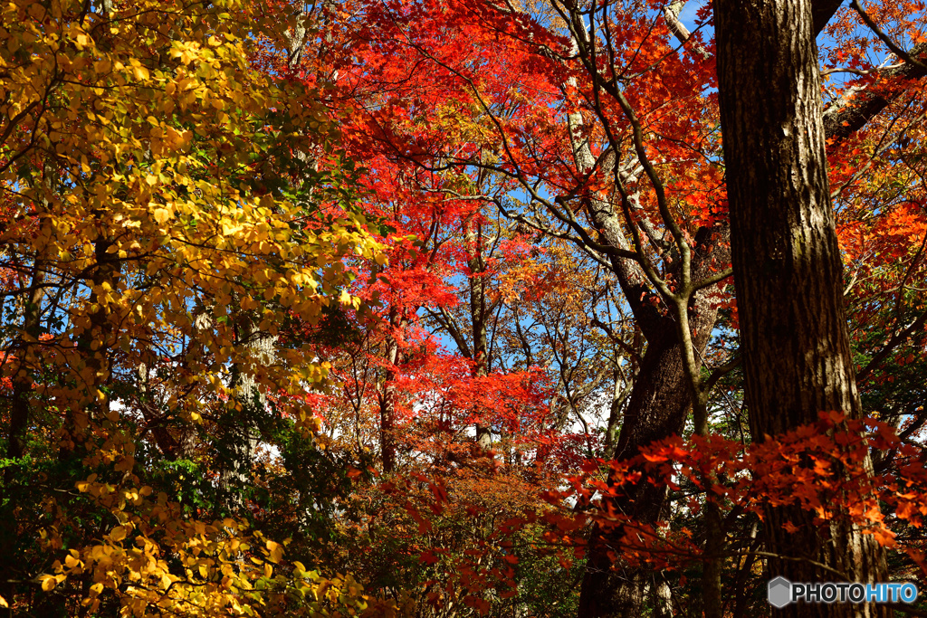 燃える紅葉_01