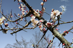 梅の花