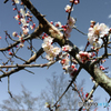 梅の花