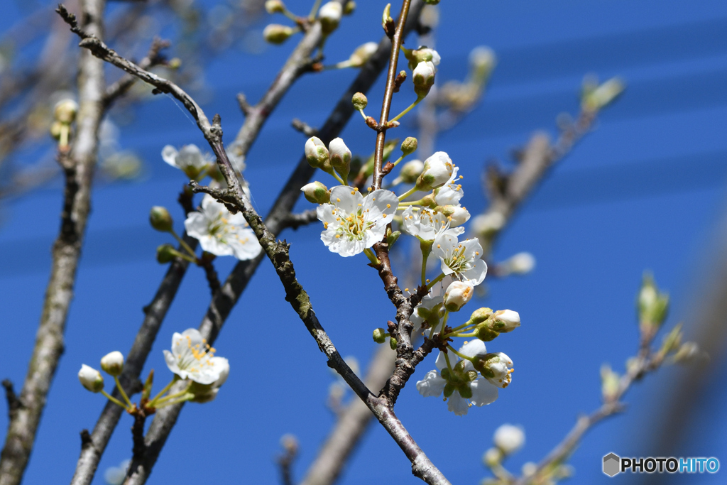 スモモの花