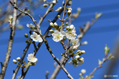 スモモの花