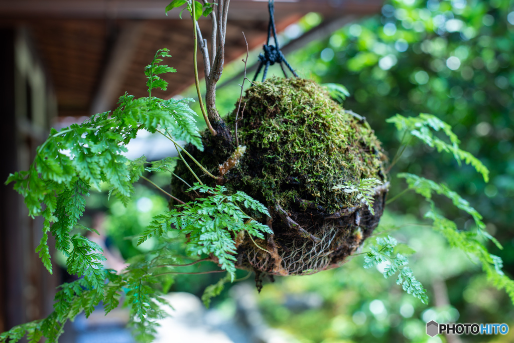 苔玉