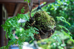 苔玉