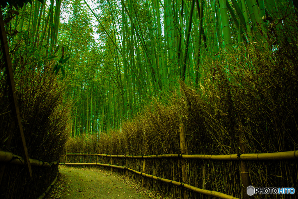 竹好きの道