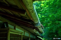 竹の樋