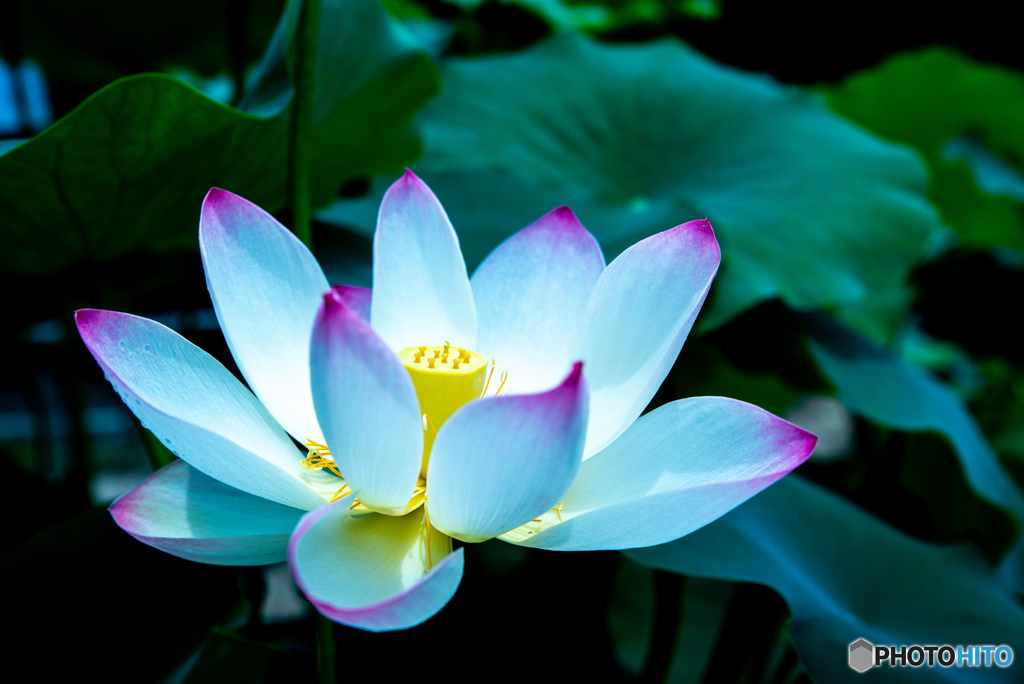 咲いて散るのが花