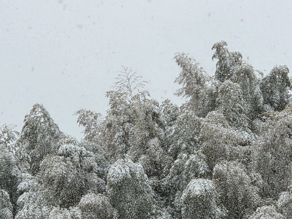 雪化粧の竹林