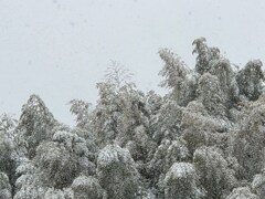 雪化粧の竹林